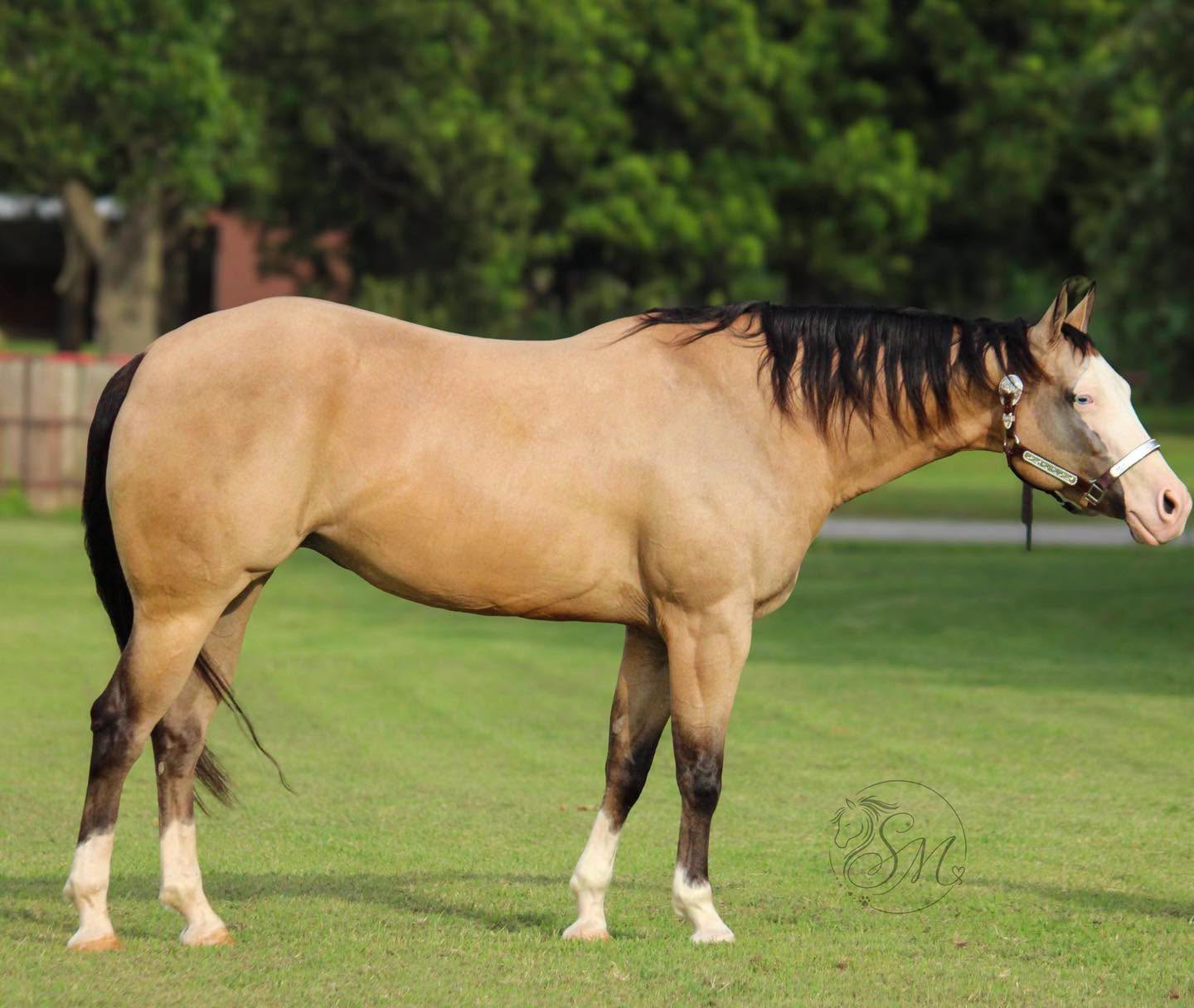 Ole Faithful (Cruz), a buckskin mare standing in profile on grass