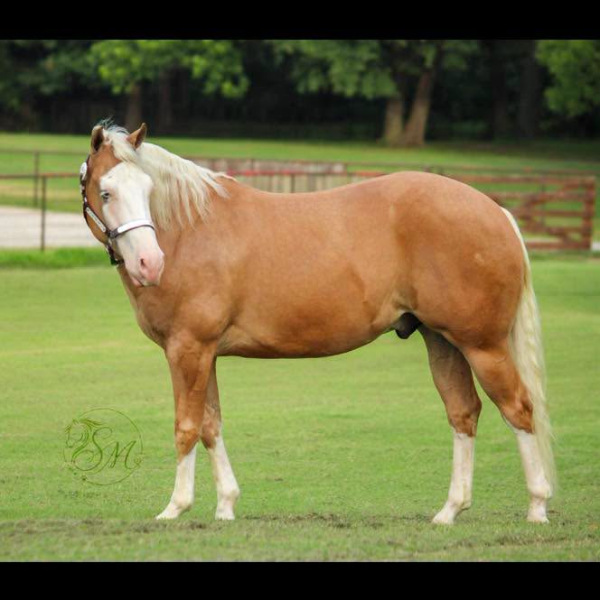 Shrek, a palomino gelding, standing on grass