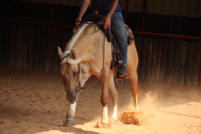 WD Pale Face Enterprize (Mario), a dunolino gelding, being ridden in an indoor arena
