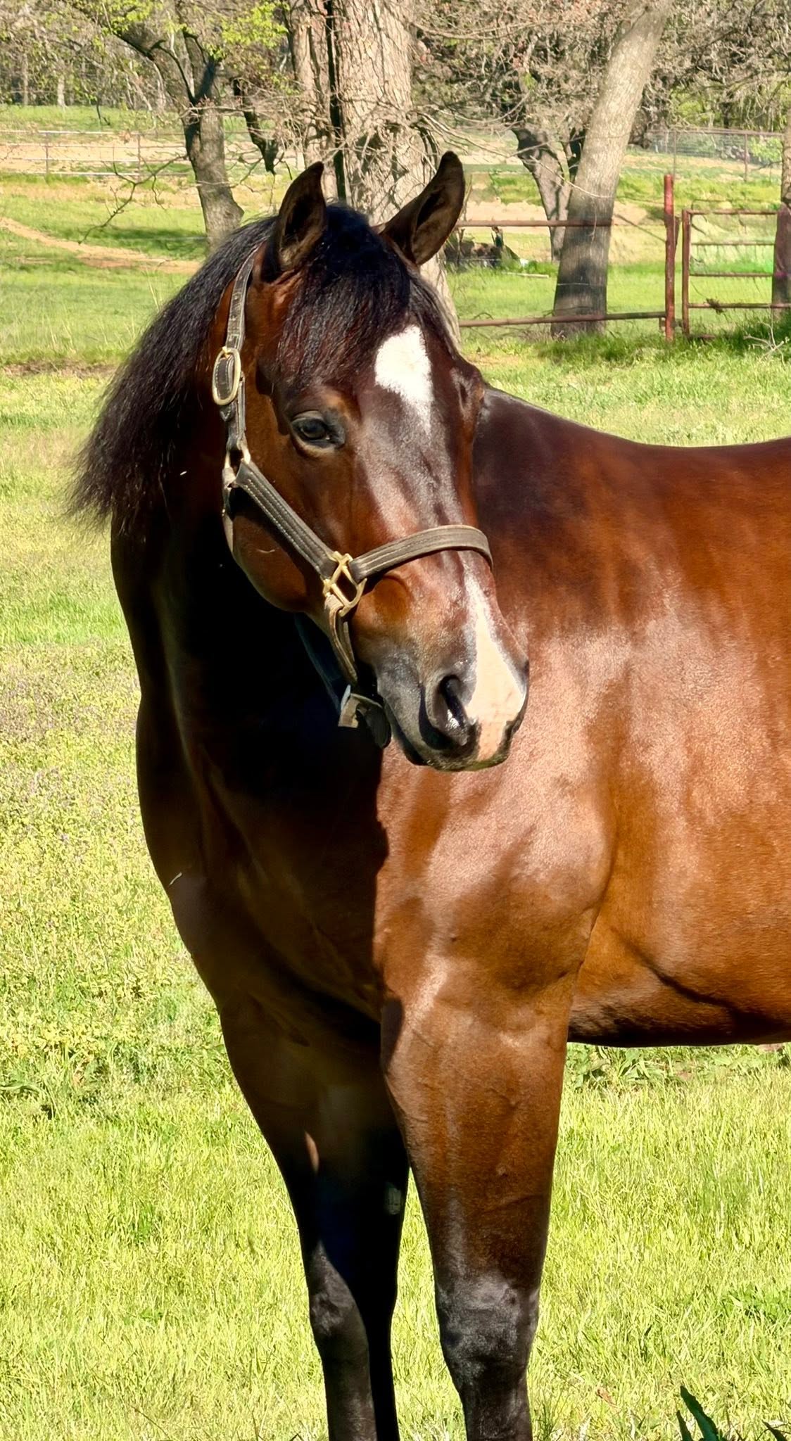Fist Fight, a bay gelding, standing outdoors in a halter