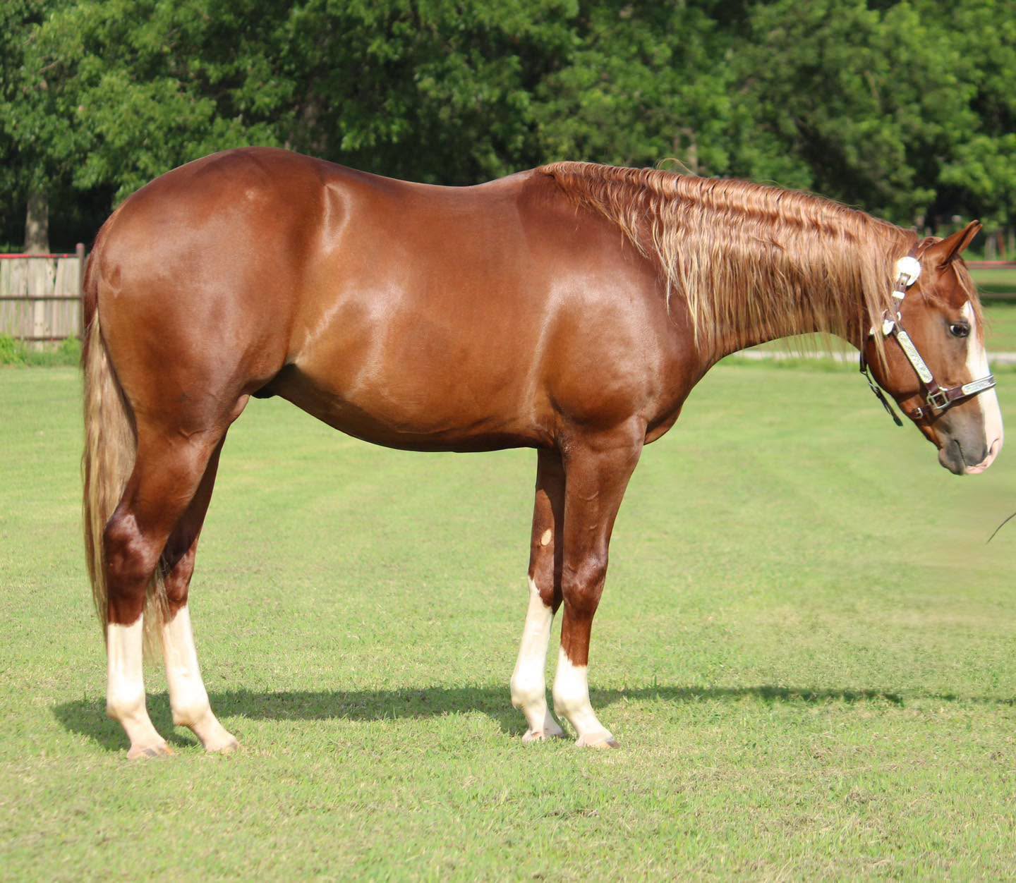 Walkininhighcotton (Walker), a sorrel stallion, standing in profile on grass