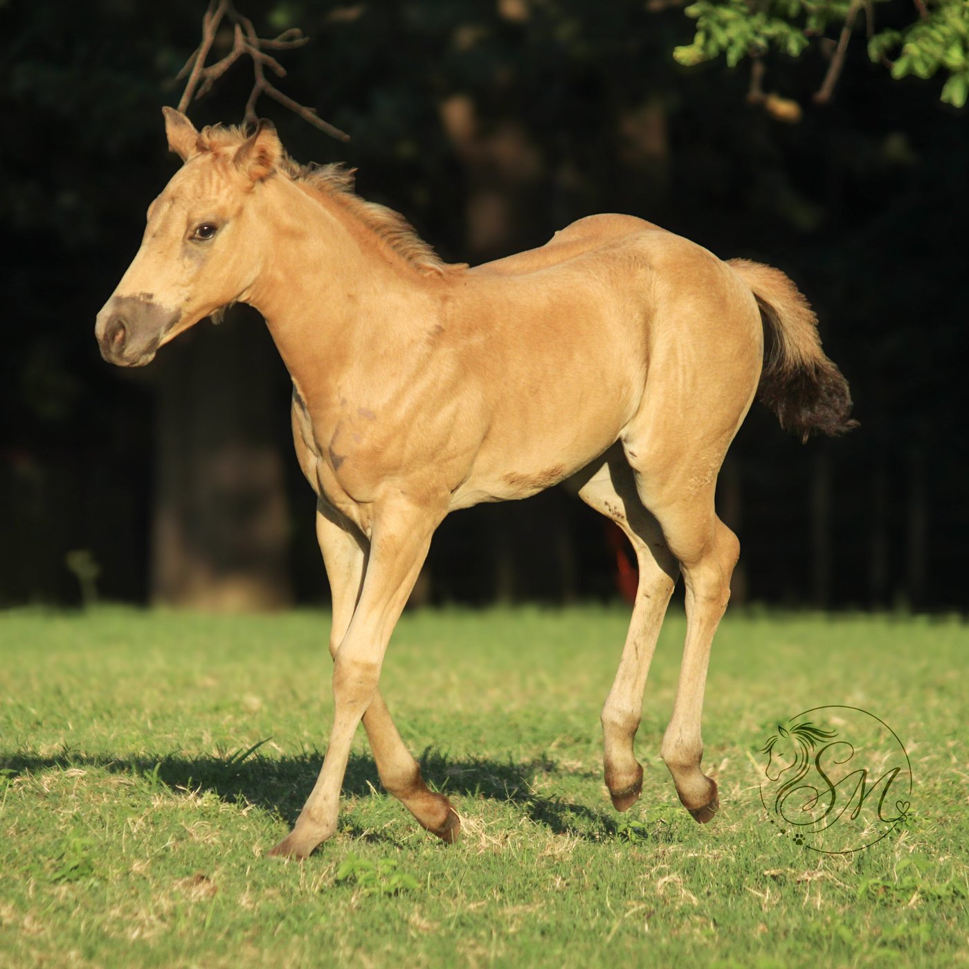 Margo, a buckskin filly, trotting in profile across a grass field