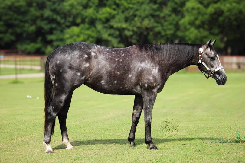 Sparks at Twilight, a grey mare, standing in profile on grass