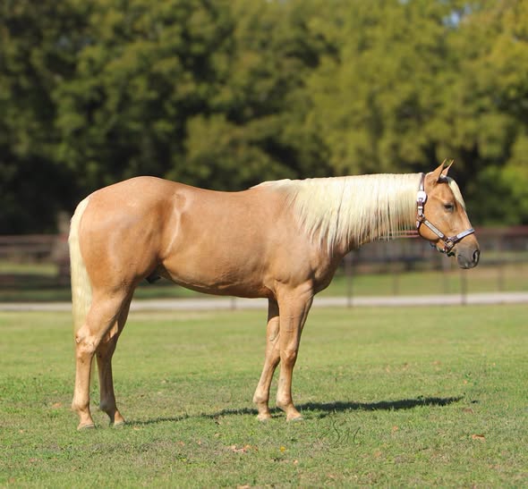 Downright Howlin (Julian), a palomino horse, standing in profile in a grass paddock